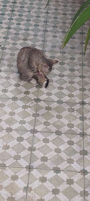 Cho hoặc tặng mèo. Mua bán Mèo tại Quận Sơn Trà Đà Nẵng được đăng bởi Nguyễn Mạnh Tiến