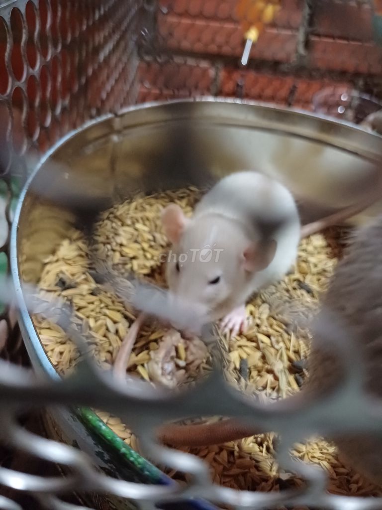 Bé chuột dumbo rat baby