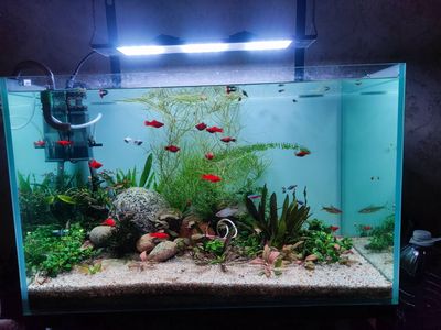 Bể cá cảnh đã qua sử dụng