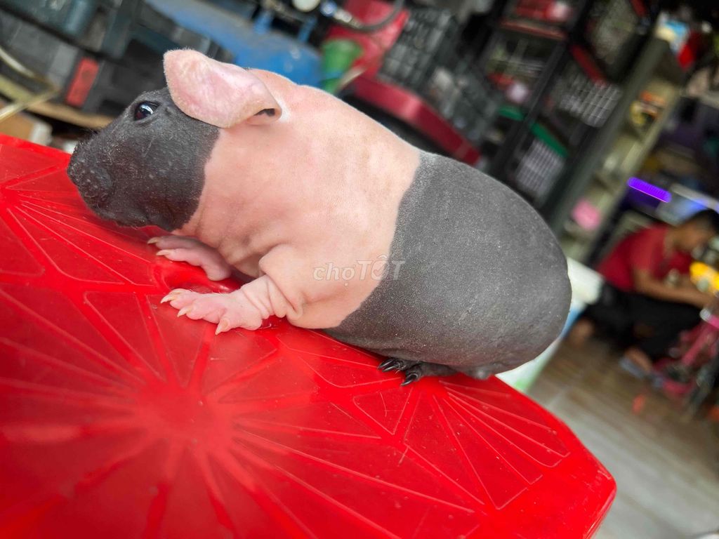 Hà mã mi ni bò sữa ,đáng yêu ngoan hiền. Mua bán Thú cưng khác tại Thành phố Dĩ An Bình Dương được đăng bởi văn minh hình 1