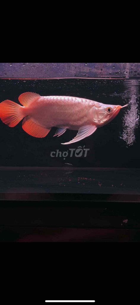 king short gần 30cm