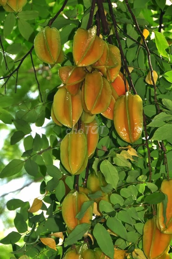 Cây ăn quả Khế 20 năm. Mua bán Cây cảnh, đồ trang trí tại Quận Bình Tân Tp Hồ Chí Minh được đăng bởi Thanh bình hình 1