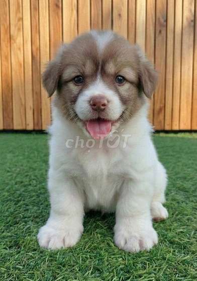 Boder Collie nâu mắt xanh 6 móng đeo cực hiếm. Mua bán Chó tại Quận 12 Tp Hồ Chí Minh được đăng bởi Thi Thi hình 1