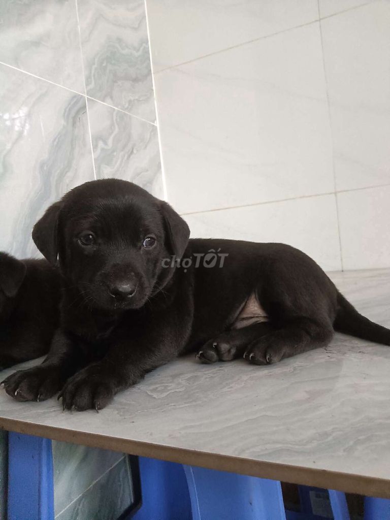 Chó Labrador F1 đen tuyền rất khôn. Mua bán Chó tại Quận 6 Tp Hồ Chí Minh được đăng bởi Tăng Chí Lương  hình 1