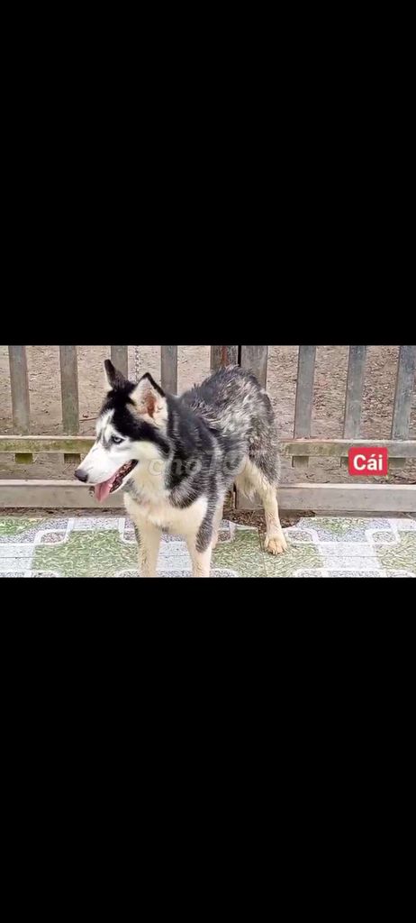 Chó Husky Cái Đen trắng. Mua bán Chó tại Thành phố Thủ Dầu Một Bình Dương được đăng bởi thuy tran hình 1