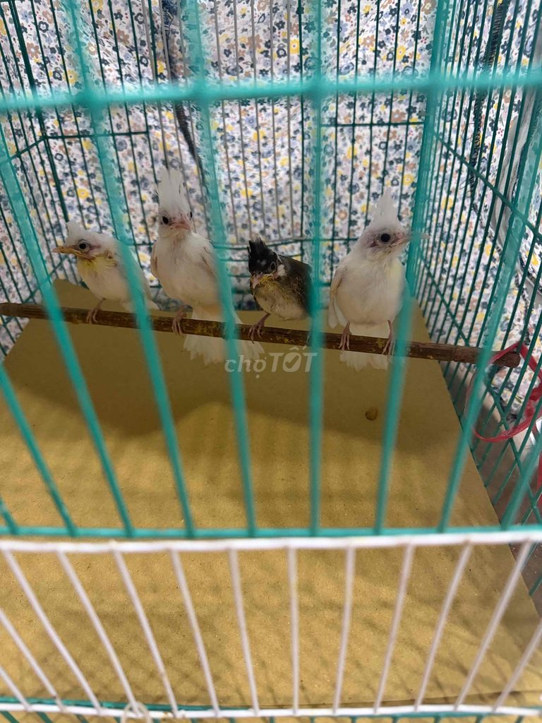 Chim Bạch tinh sạch ae nhé.đã mổ mời ae. Mua bán Chim tại Quận Hoàng Mai Hà Nội được đăng bởi A Bon hình 1