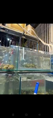 Bể Hải Sản, Hồ Hải Sản 12 li. Mua bán Phụ kiện, Thức ăn, Dịch vụ tại Huyện Gò Dầu Tây Ninh được đăng bởi Hiền Đặng