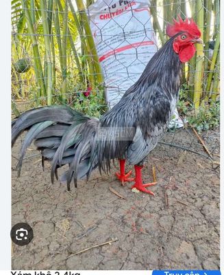 tiềm mua con gà nòi xám khô tơ cũng được giá sv