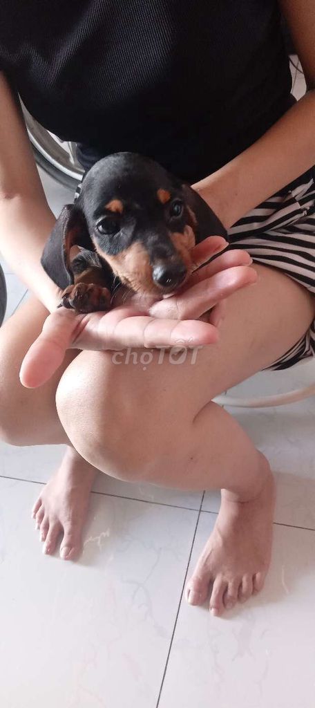 Chó Dachshund Đen vàng Đã tiêm phòng. Mua bán Chó tại Huyện Bình Chánh Tp Hồ Chí Minh được đăng bởi võ thị bảo trinh  hình 1
