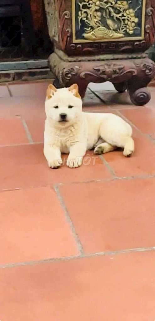 Chó đực màu trắng kem. Mua bán Chó tại Thành phố Thủ Đức Tp Hồ Chí Minh được đăng bởi cho H mong hình 1