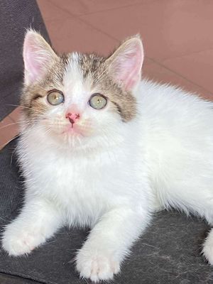 Mèo anh lông lông ngắn đực hơn 2 tháng