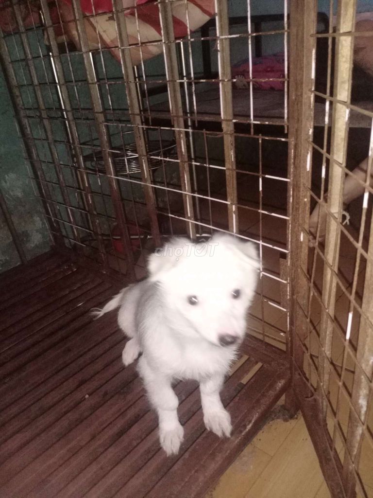 Bán chó phốc mini mới đẻ. Mua bán Chó tại Quận Bình Tân Tp Hồ Chí Minh được đăng bởi Phan Tan Huu hình 1