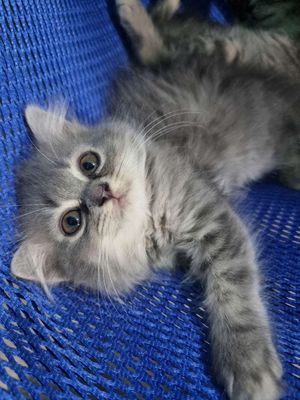 Mèo Anh Lông Ngắn nhà nuôi.. Mua bán Mèo tại Quận Bình Tân Tp Hồ Chí Minh được đăng bởi Trương Huy Hoàng hình 1