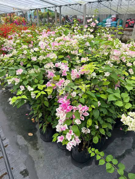 Cung cấp Hoa giấy công trình giao hàng toàn quốc. Mua bán Cây cảnh, đồ trang trí tại Huyện Long Thành Đồng Nai được đăng bởi Cảnh quan Đại Phát Vườn Sa đéc hình 1