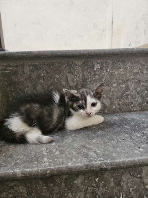 📢 BÁN MÈO CON SIÊU DỄ THƯƠNG - LAI BA TƯ🐱. Mua bán Mèo tại Quận Đống Đa Hà Nội được đăng bởi Lê Thu Hương