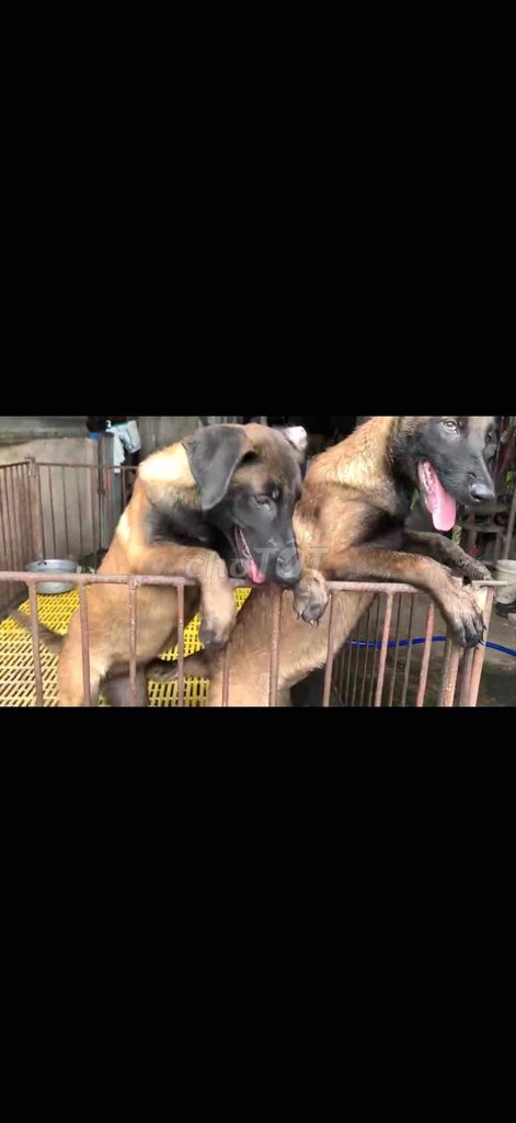 chó malinois cái 10kg/con. Mua bán Chó tại Huyện Vĩnh Cửu Đồng Nai được đăng bởi Trại Chó Rottweiler Trị An hình 1