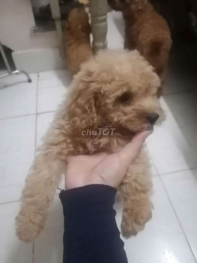 Cho poodle duôi 3 thang tươi