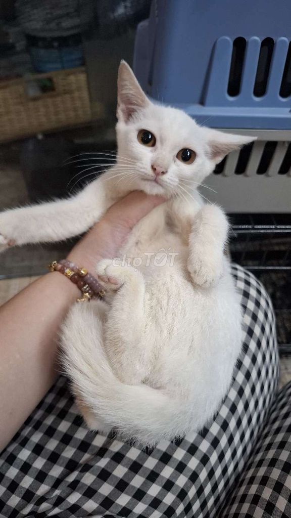 Mèo lai  .Cái  Trắng. Mua bán Mèo tại Quận Hoàng Mai Hà Nội được đăng bởi Thu Sẽ Gầy hình 1