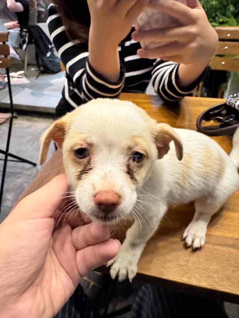 Chó cỏ lai phốc trắng 2 tháng tuổi. Mua bán Chó tại Quận Tây Hồ Hà Nội được đăng bởi Hoàng Trung Kiên hình 1