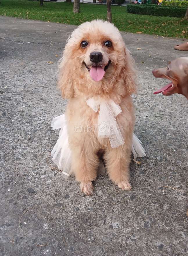 Bán bé Poodle size lớn cho ba mẹ yêu thương ❤