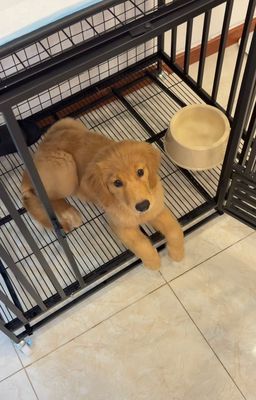 Chó Golden Retriever đực 4 tháng tuổi