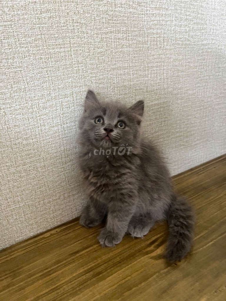Mèo ALN Xám, Đen