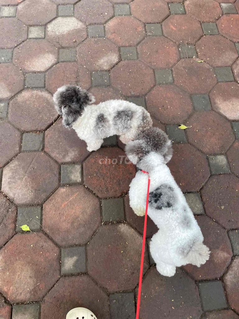 Chó nhà tự phối khoẻ mạnh ngoan ngoãn. Mua bán Chó tại Huyện Đông Anh Hà Nội được đăng bởi Hồng Nhung hình 1