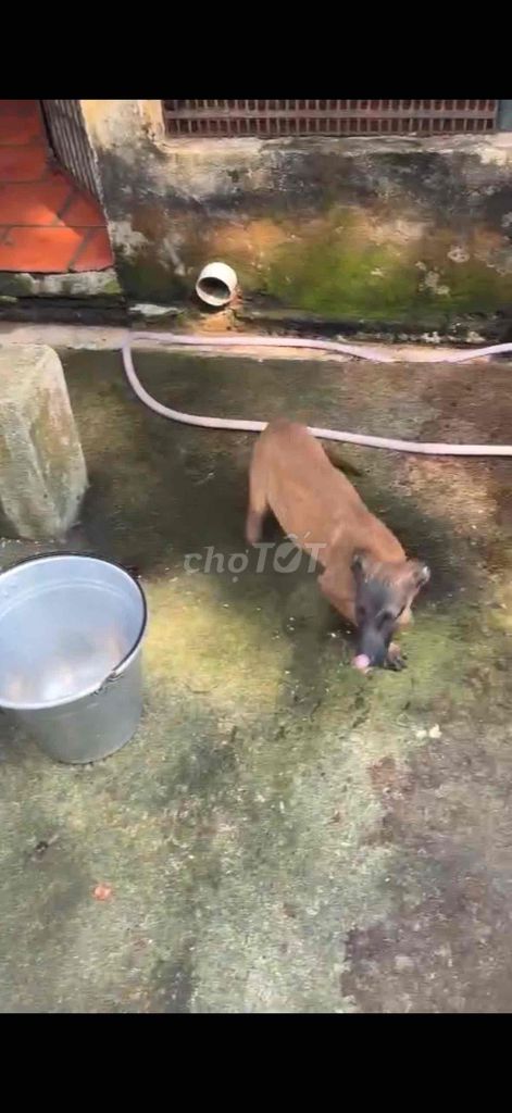 Bỉ con. Mua bán Chó tại Thành phố Thủ Đức Tp Hồ Chí Minh được đăng bởi Nguyễn hình 1