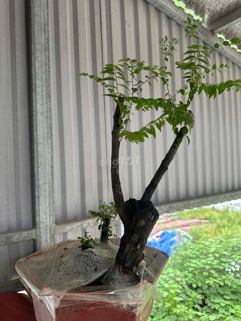 Cây cảnh Muội hồng Đã ủ 4 tháng. Mua bán Cây cảnh, đồ trang trí tại Huyện Thường Tín Hà Nội được đăng bởi minh phúc hình 1