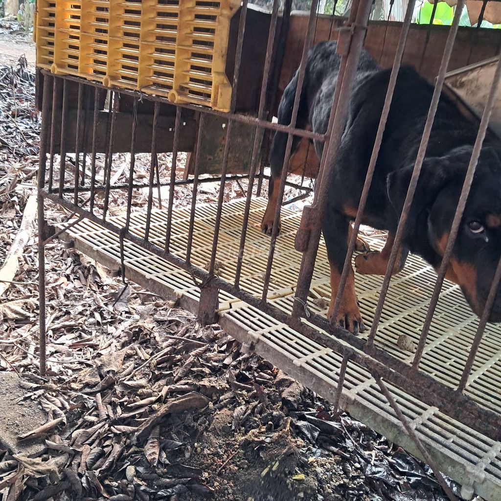 Chó Rottweiler đực trên 30kg. Mua bán Chó tại Huyện Thống Nhất Đồng Nai được đăng bởi Tân  hình 1