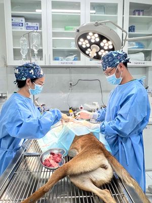 BÁC SĨ THÚ Y LÀM VIỆC QUẬN 6, 5, 8, 12