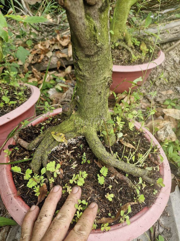 Phôi mai vàng 5 cây 17-24cm. Mua bán Cây cảnh, đồ trang trí tại Huyện Long Hồ Vĩnh Long được đăng bởi Hải Nguyễn hình 1