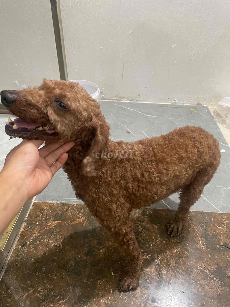 Chó Poodle Nâu Đã tiêm phòng. Mua bán Chó tại Thành phố Cao Bằng Cao Bằng được đăng bởi Văn Quốc hình 1