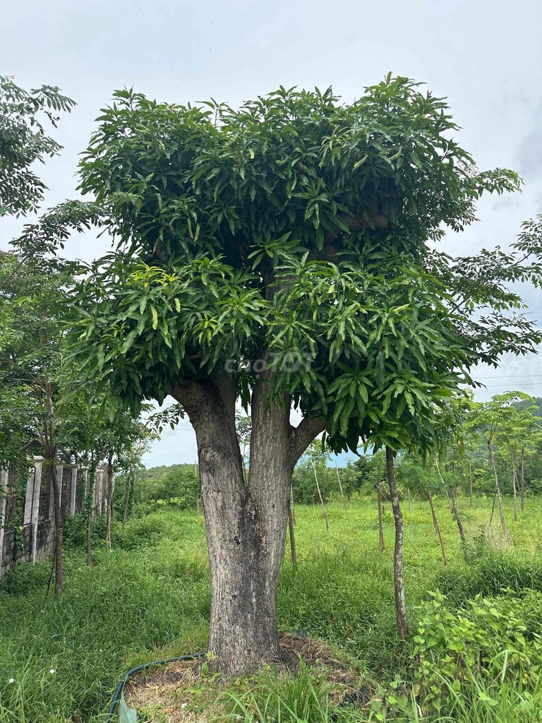 Cây xoài bóng mát vành 250. Mua bán Cây cảnh, đồ trang trí tại Huyện Hàm Thuận Bắc Bình Thuận được đăng bởi Son huynh hình 1