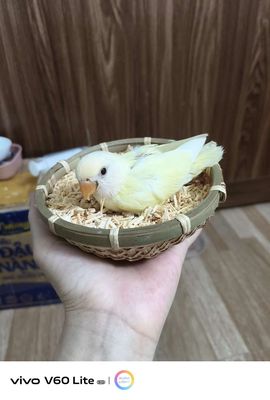Chim cảnh Vàng nhạt Khỏe mạnh