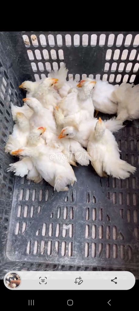 Gà tre Tuyết Thái Trắng. Mua bán Gà tại Quận Long Biên Hà Nội được đăng bởi tổng kho sỉ hình 1