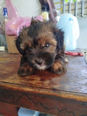 Chó Nhật lai Poodle nâu đen đã tiêm