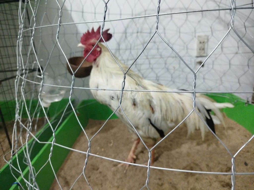 Gà Bướm chân trắng 3 kí. Mua bán Gà tại Huyện Bình Chánh Tp Hồ Chí Minh được đăng bởi Hảo hình 1