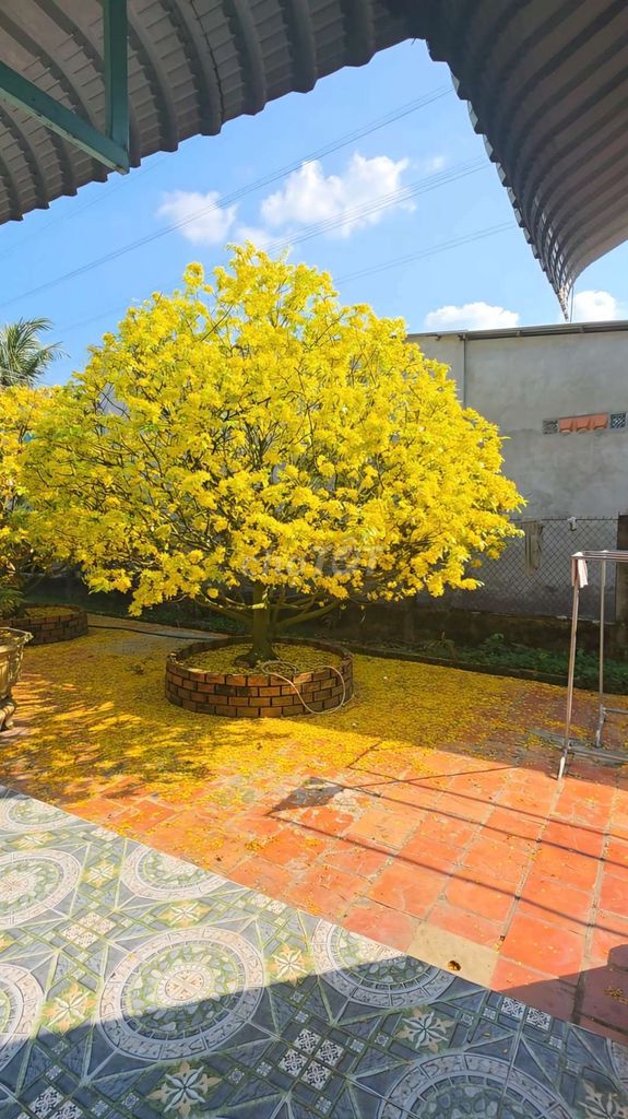 Mai vàng 50 năm tuổi khỏe mạnh trang trí. Mua bán Cây cảnh, đồ trang trí tại Huyện Cao Lãnh Đồng Tháp được đăng bởi Nguyễn Đức Trọng  hình 1
