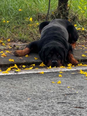 Chó Rottweiler trên 1 tuổi đã huấn luyện. Mua bán Chó tại Thành phố Thủ Đức Tp Hồ Chí Minh được đăng bởi Cas Tuấn Anh