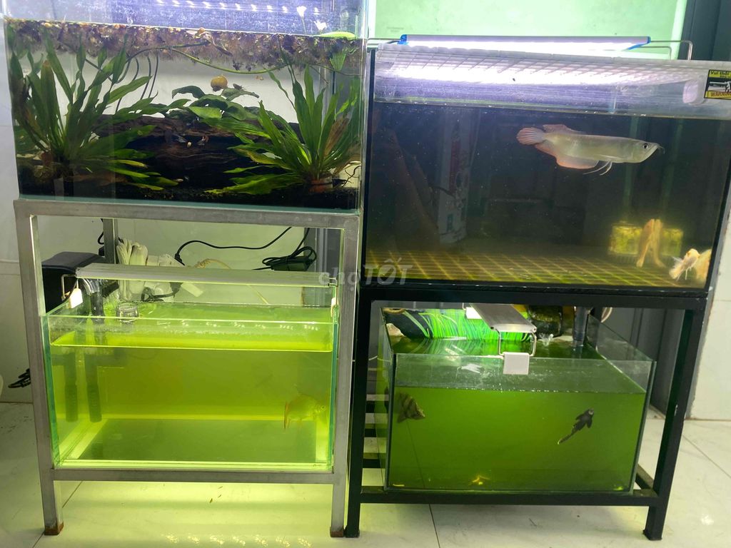 Hồ cá cảnh Kính Cá Rồng. Mua bán Phụ kiện, Thức ăn, Dịch vụ tại Huyện Trảng Bom Đồng Nai được đăng bởi Cá rồng hình 1