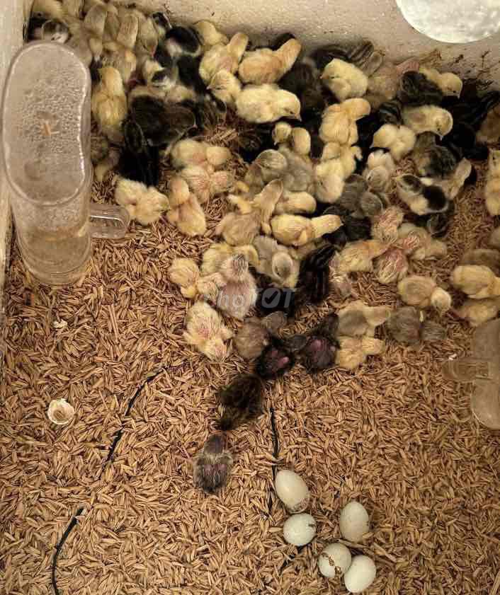 Gà Rutin non nhiều màu mắn đẻ. Mua bán Gà tại Quận Nam Từ Liêm Hà Nội được đăng bởi Phan Thị Quỳnh Ho hình 1