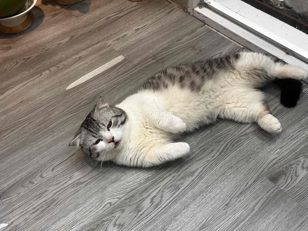 Mèo Tabby Chân lùn. Mua bán Mèo tại Quận Bình Thạnh Tp Hồ Chí Minh được đăng bởi Trần anh hình 3