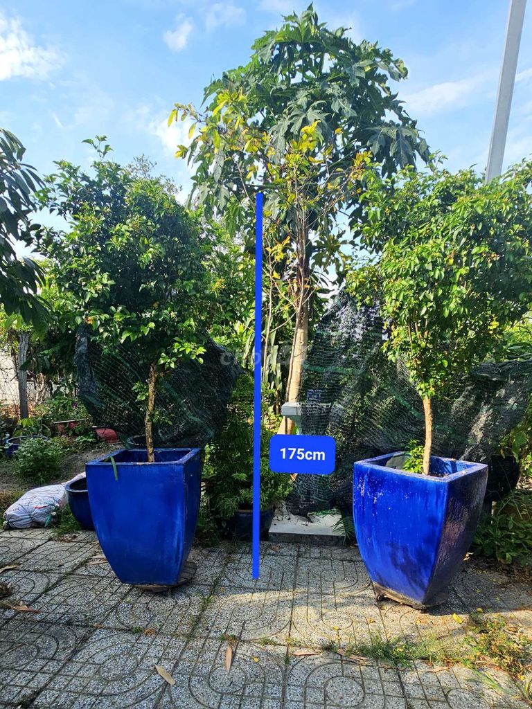 Cây cảnh Nguyệt quế 175cm. Mua bán Cây cảnh, đồ trang trí tại Thành phố Thủ Dầu Một Bình Dương được đăng bởi A Vỹ hình 1