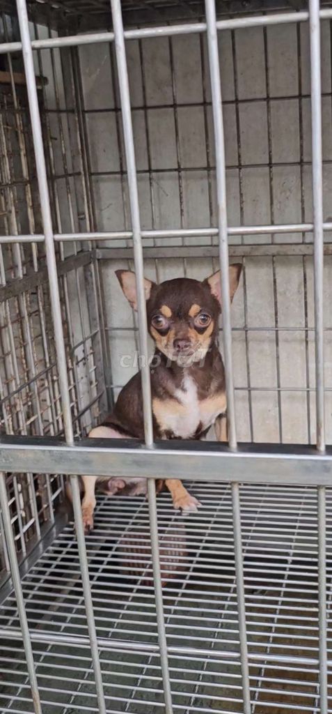 Chó Chihuahua. Mua bán Chó tại Quận Phú Nhuận Tp Hồ Chí Minh được đăng bởi Thành hình 1