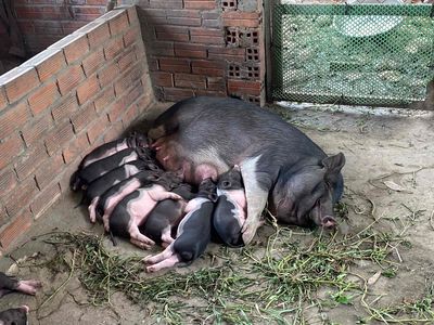 Heo mọi con. Mua bán Thú cưng khác tại Huyện Trảng Bàng Tây Ninh được đăng bởi Cao Minh Tú