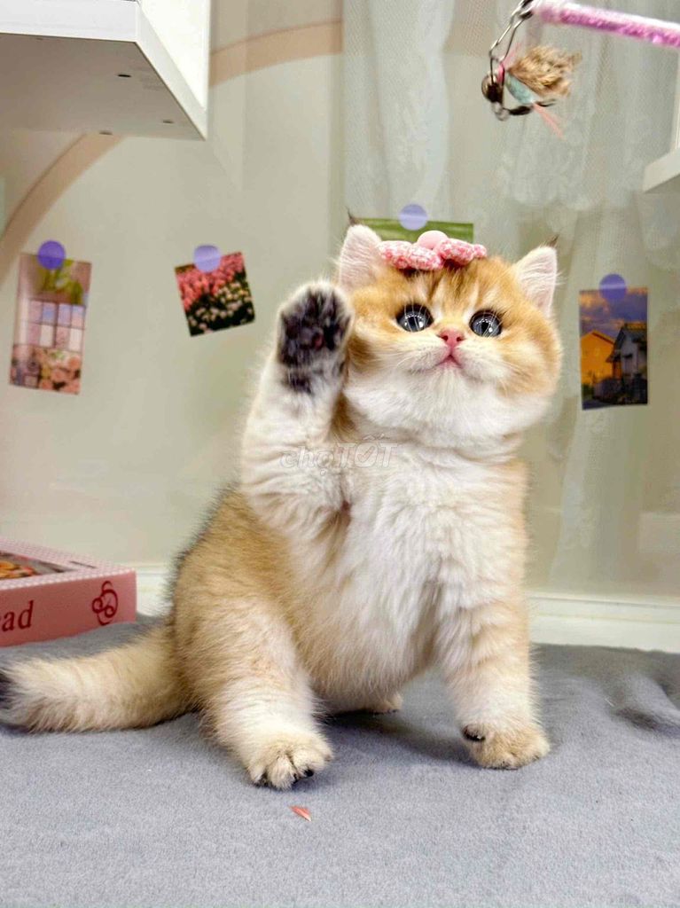 mèo golden thuần chủng siêu đẹp. Mua bán Mèo tại Quận 7 Tp Hồ Chí Minh được đăng bởi Như Ý hình 1