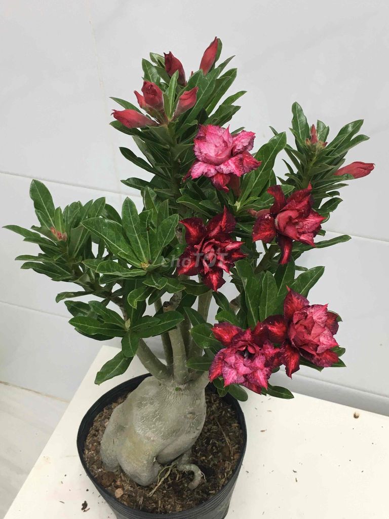 sứ hạt. Mua bán Cây cảnh, đồ trang trí tại Quận 7 Tp Hồ Chí Minh được đăng bởi Nga Trần hình 1