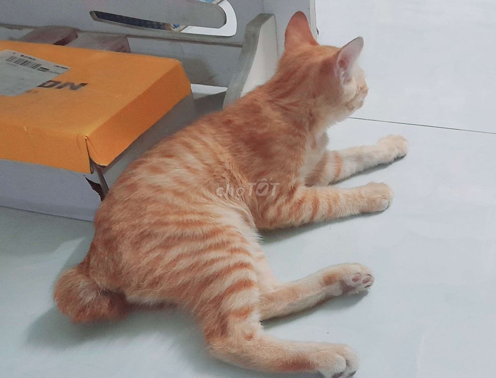 Tìm chủ cho mèo con