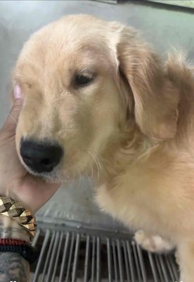 Chó Golden Retriever cái 7 tháng đã tiêm